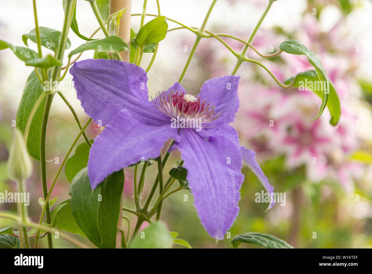 Close-up of a Clematis Lanuginosa in the Historical Garden Aalsmeer, a botanical garden in North Holland, The Netherlands. Stock Photo