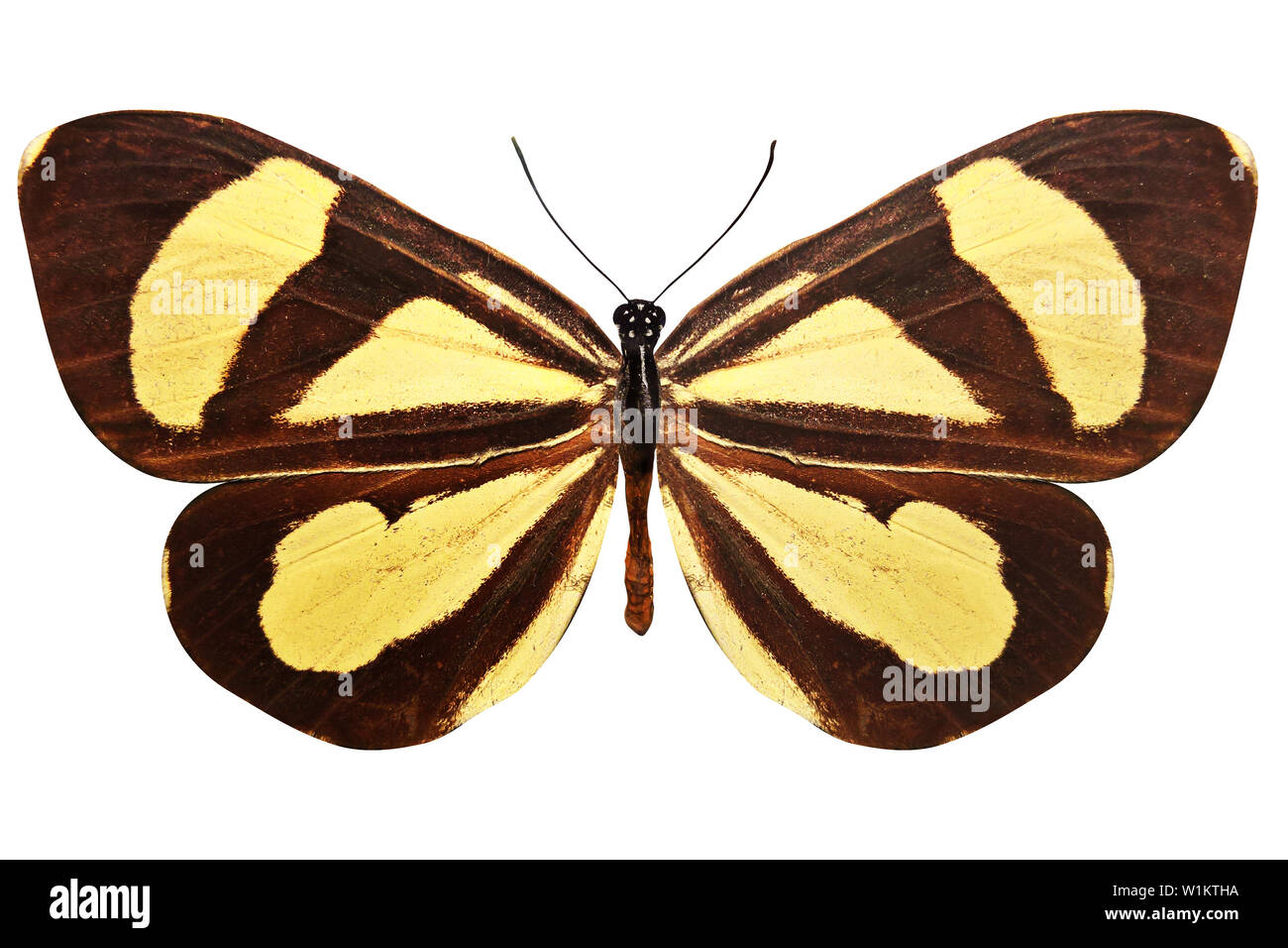 brown butterfly with beautiful yellow stripes. isolated on white background Stock Photo Alamy