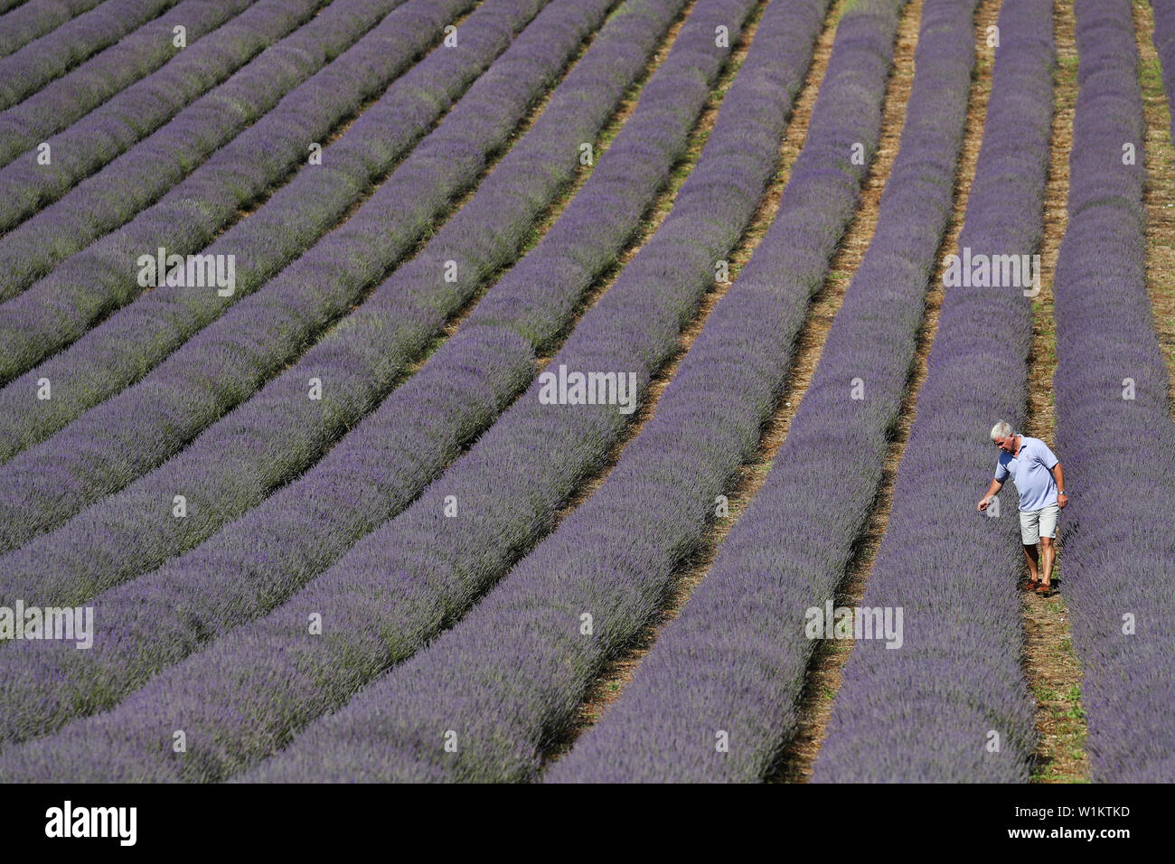 Andrew Elms, owner of Lordington Lavender in West Sussex, inspects the rows of lavender ahead of their open week next week, running from 8th to 14th July. Stock Photo