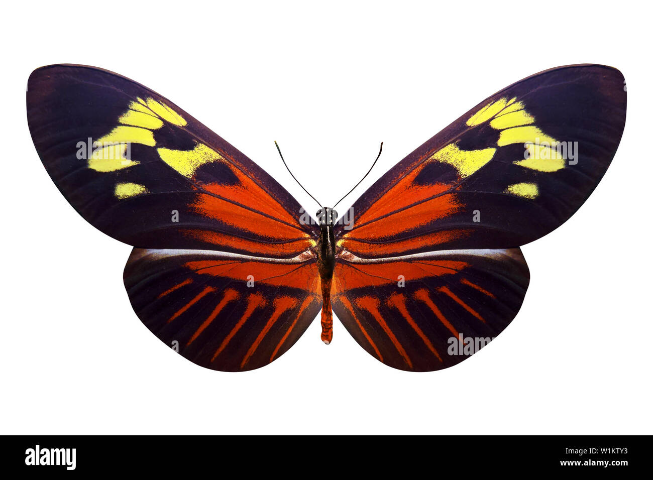 colorful butterfly isolated on white background Stock Photo - Alamy