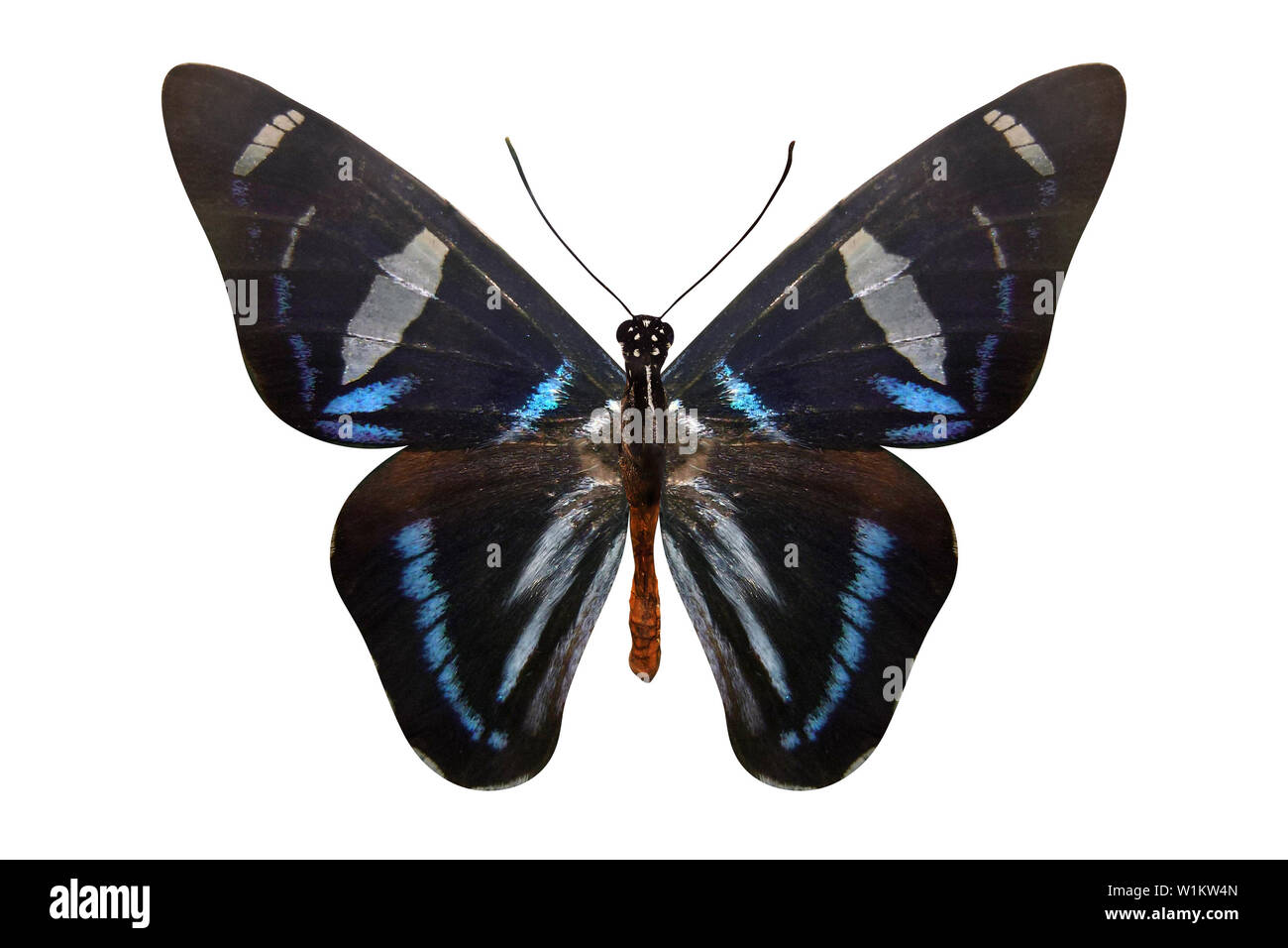 colorful butterfly isolated on white background Stock Photo - Alamy