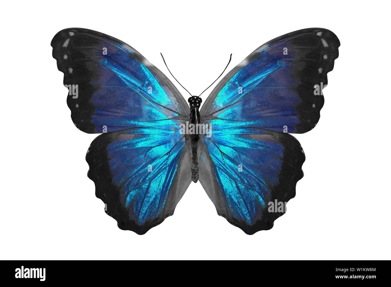 blue butterfly. isolated on white background Stock Photo Alamy