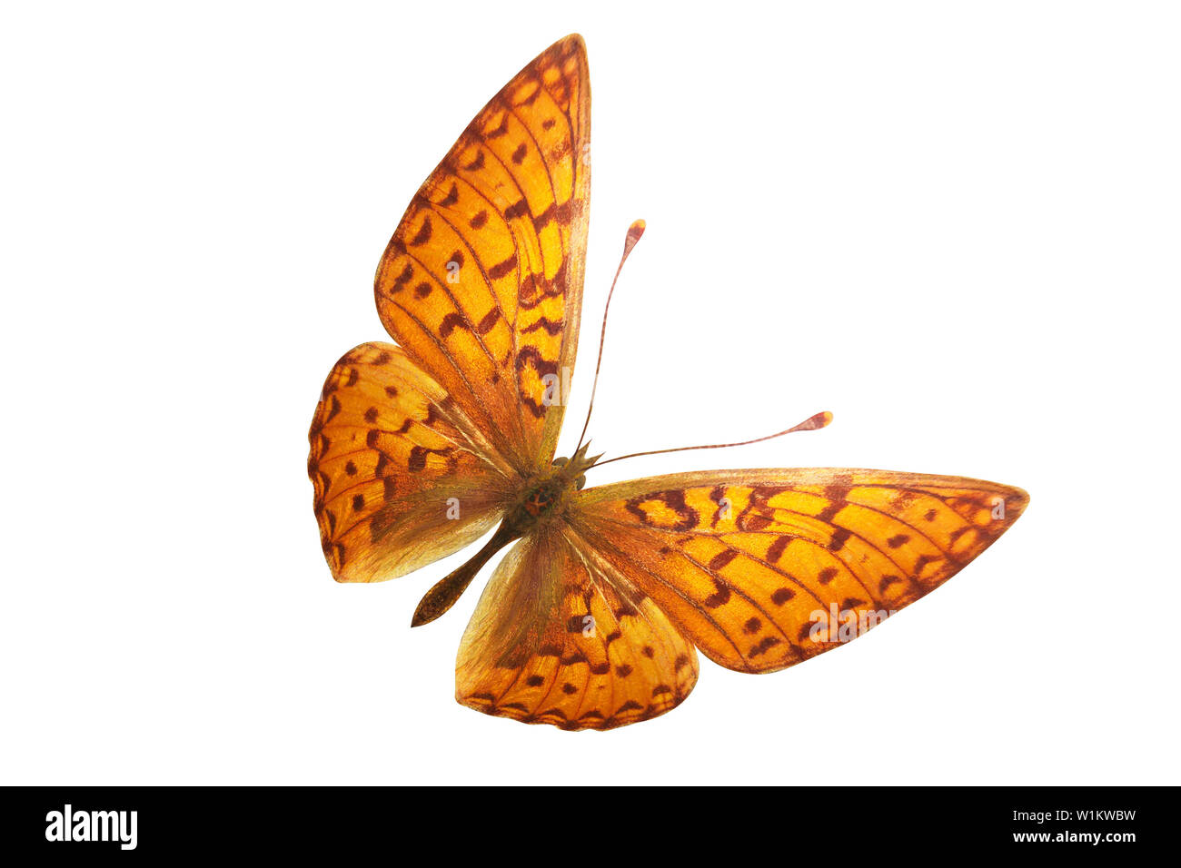 orange butterfly with leopard spots. breed Argynnis aglaja. isolated on white background Stock Photo