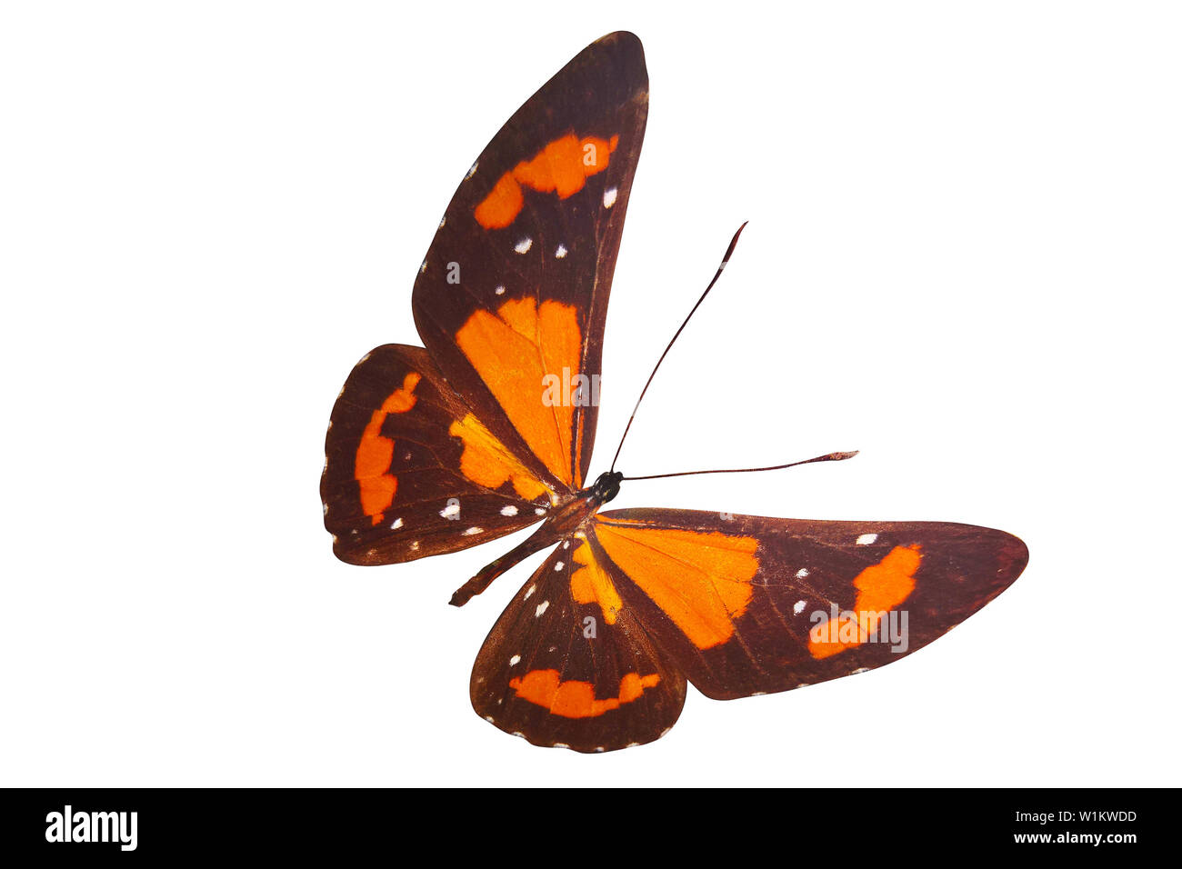 brown butterfly with orange spots on the wings. isolated on white