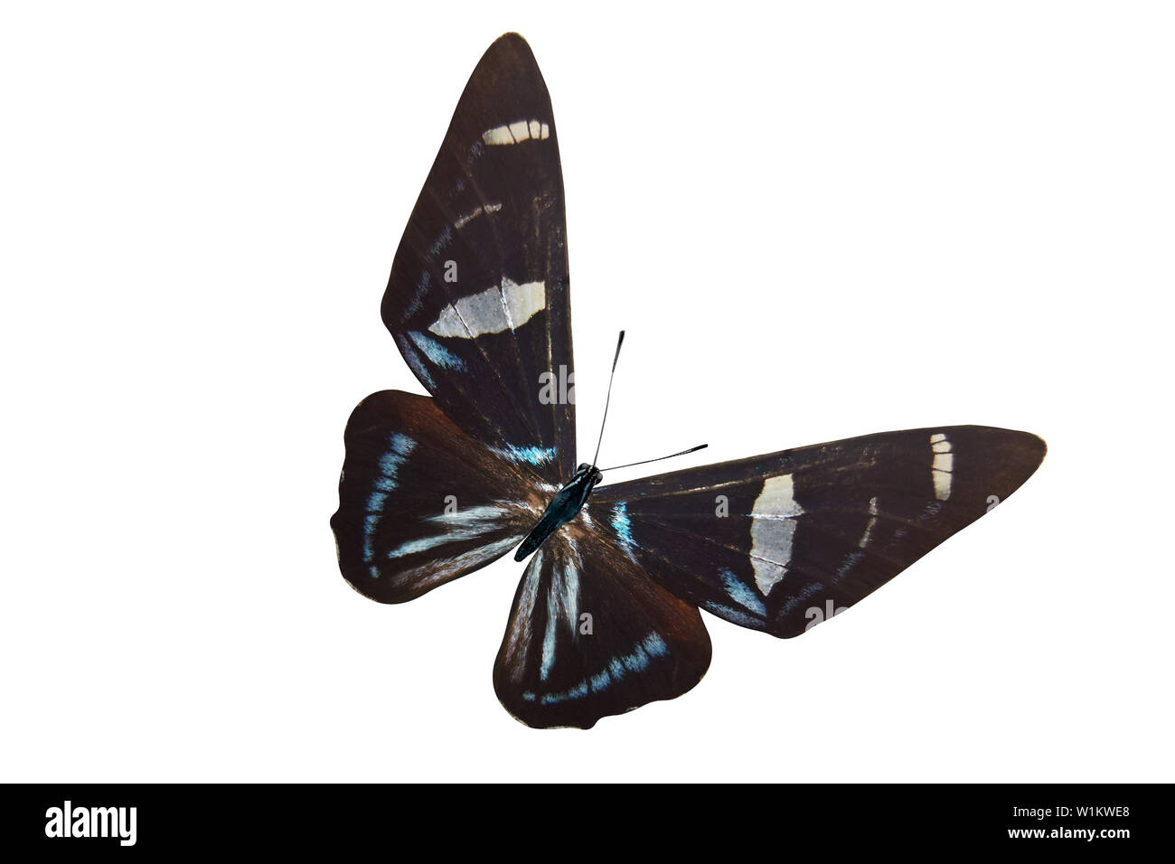 butterfly with blue and white spots on the wings on the wings. isolated ...
