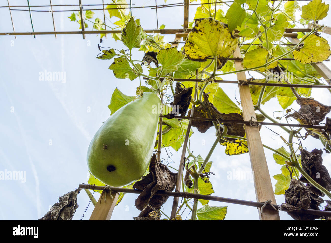 Gourd fruit and dying vines on its trellis in late summer Stock Photo