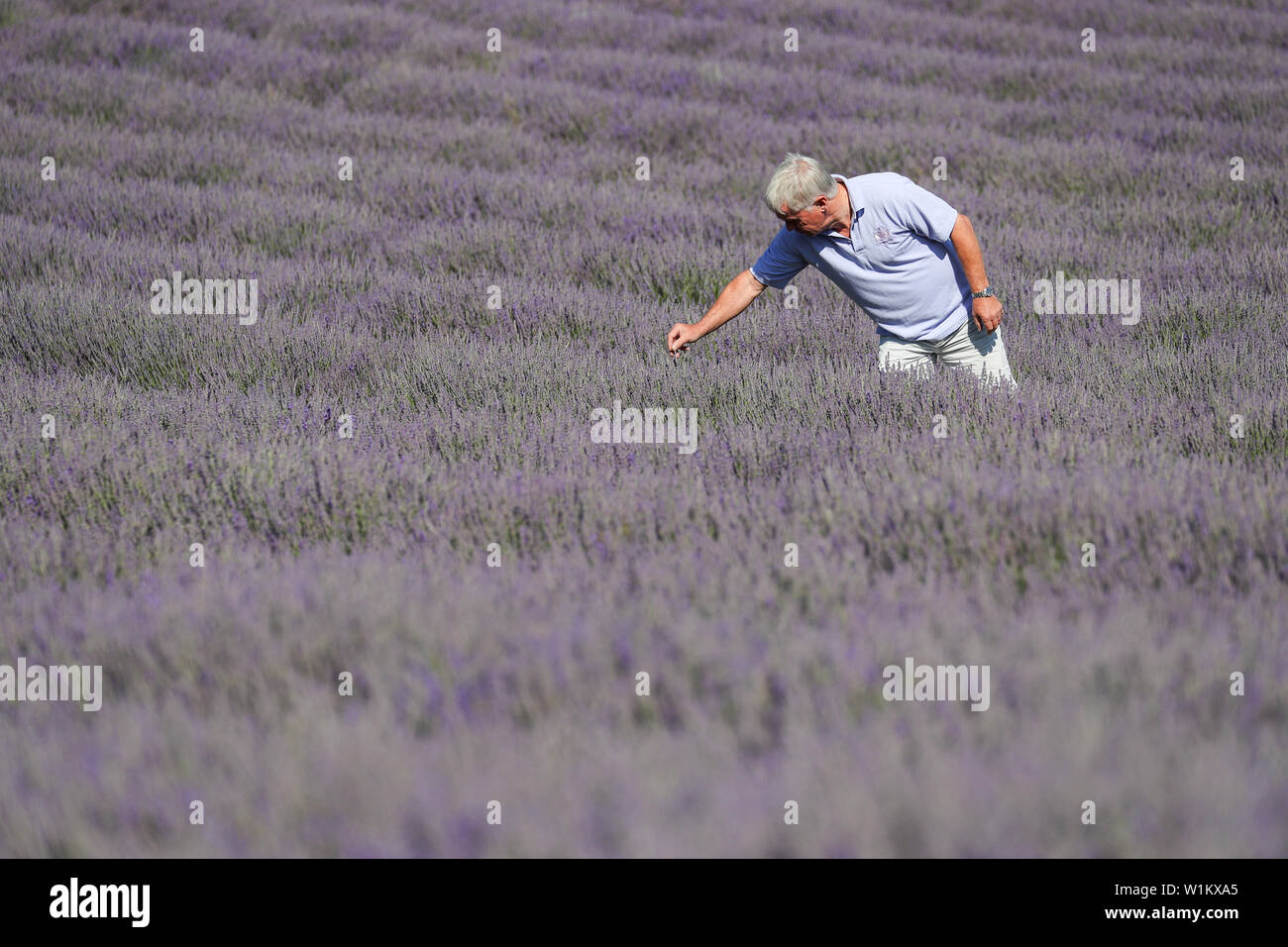 Andrew Elms, owner of Lordington Lavender in West Sussex, inspects the rows of lavender ahead of their open week next week, running from 8th to 14th July. Stock Photo