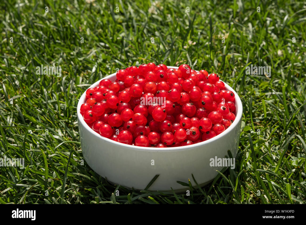 Description: red currant berries on a white plate in green grass Stock Photo
