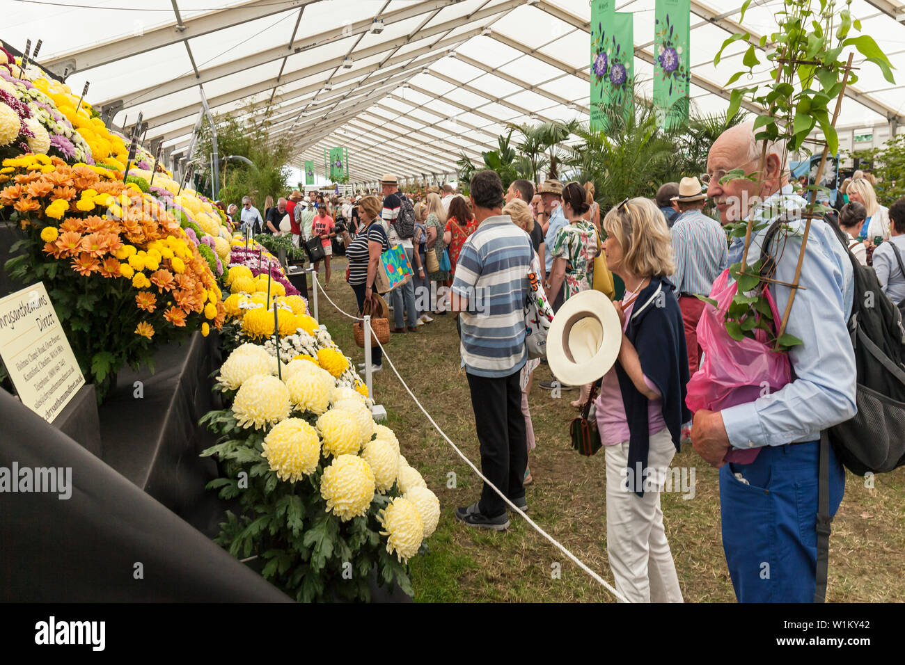 Couple admiring a display of Chrysanthemum at the RHS Hampton Court Palace Garden Festival, 2019. Stock Photo