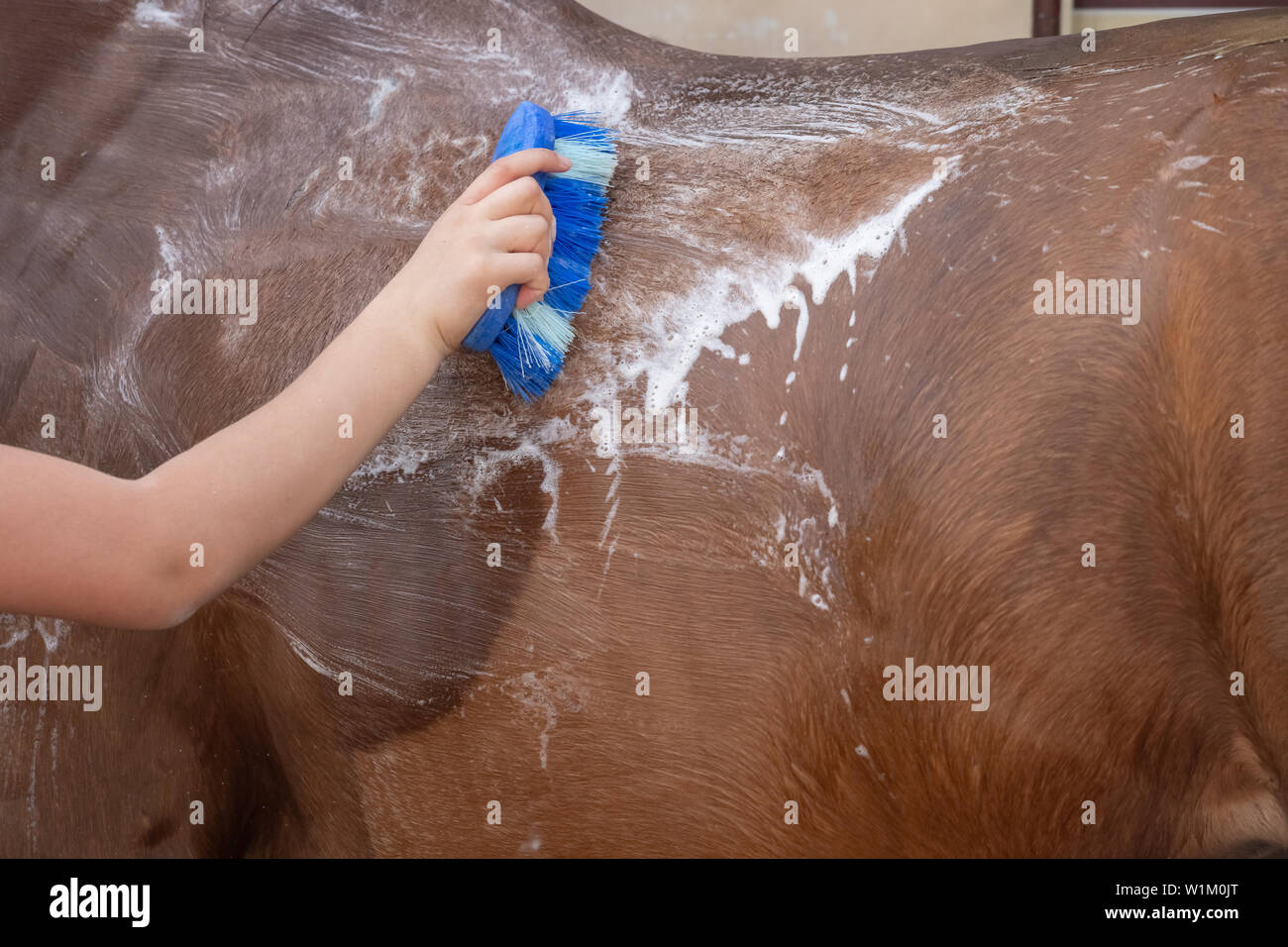 The process of washing the horse with water from a hose, preparing for the competition Stock Photo