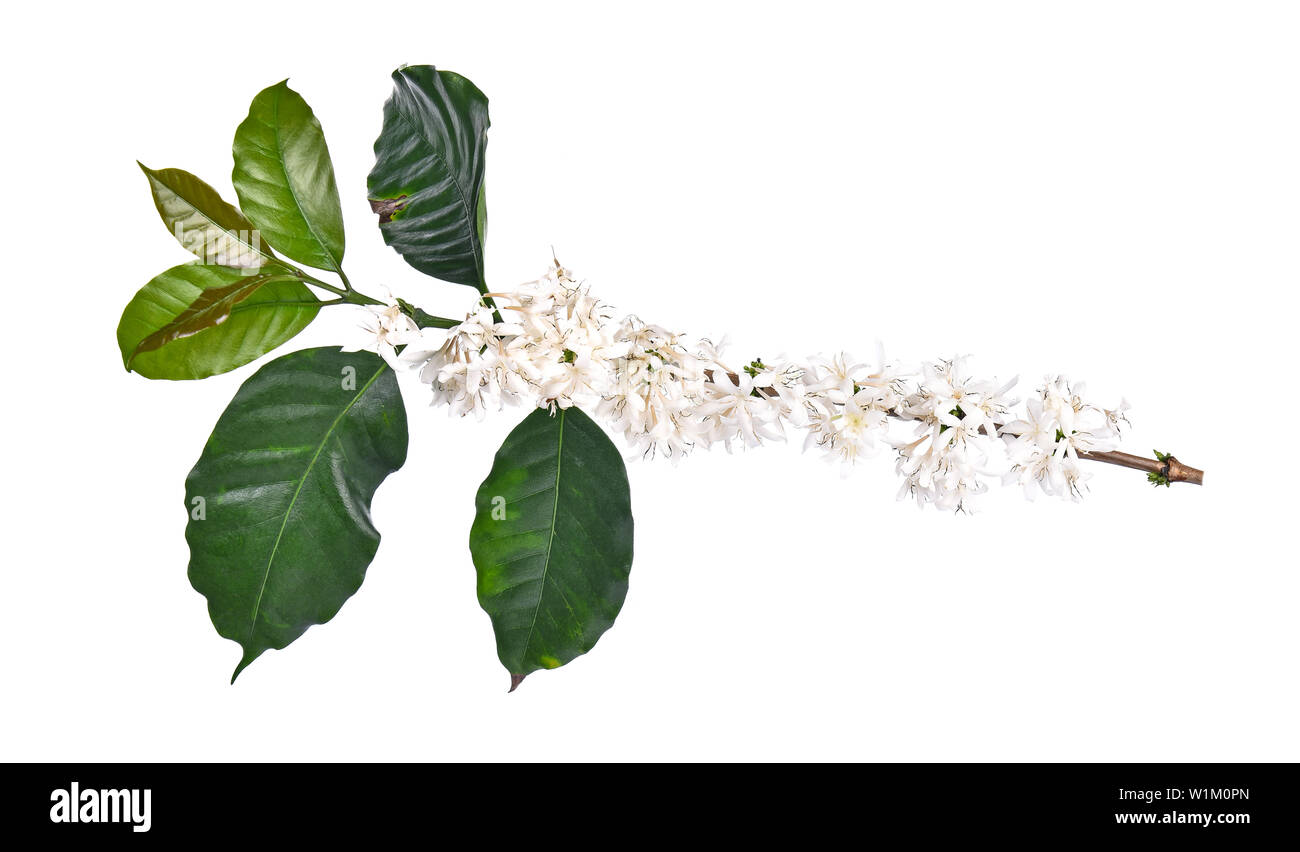 Coffee flower isolated on white background Stock Photo - Alamy