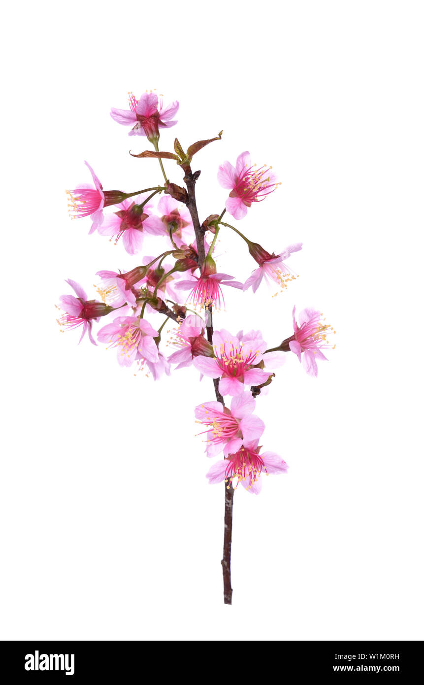 Pink Cherry blossom flowers white background Stock Photo - Alamy