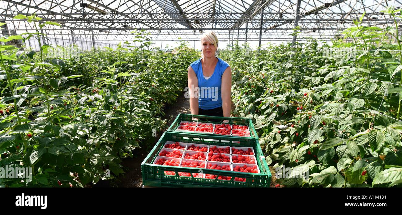 Erfurt, Germany. 03rd July, 2019. Gardener Sandra Stietz presents a
