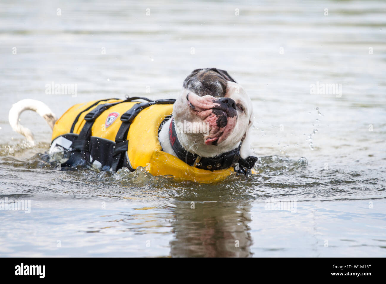 American Bulldog in the water shaking itself Stock Photo