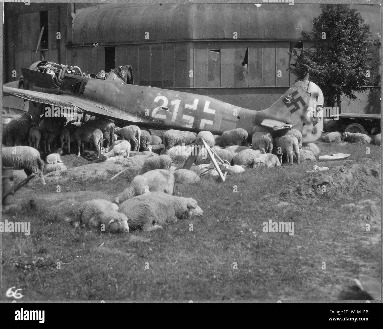 Wrecked plane in Nuremberg, Germany, 1946; Scope and content:  Use War and Conflict Number 1321 when ordering a reproduction or requesting information about this image. This image is part of the Goddard Collection. General notes:  Wreck of a German Focke-Wulf Fw 190A-8 fighter (serial number 682989) in the vicinity of Nürnberg, Bayern (Nuremberg, Bavaria), in 1946. This Fw 190A-8 was from a batch built by Fieseler at Kassel. The fuselage bands seem to be yellow/red, which would identify white 21 as a JG 301 (301st Fighter Wing) aircraft, which was, however, not based near Nürnberg. The 13 mm m Stock Photo