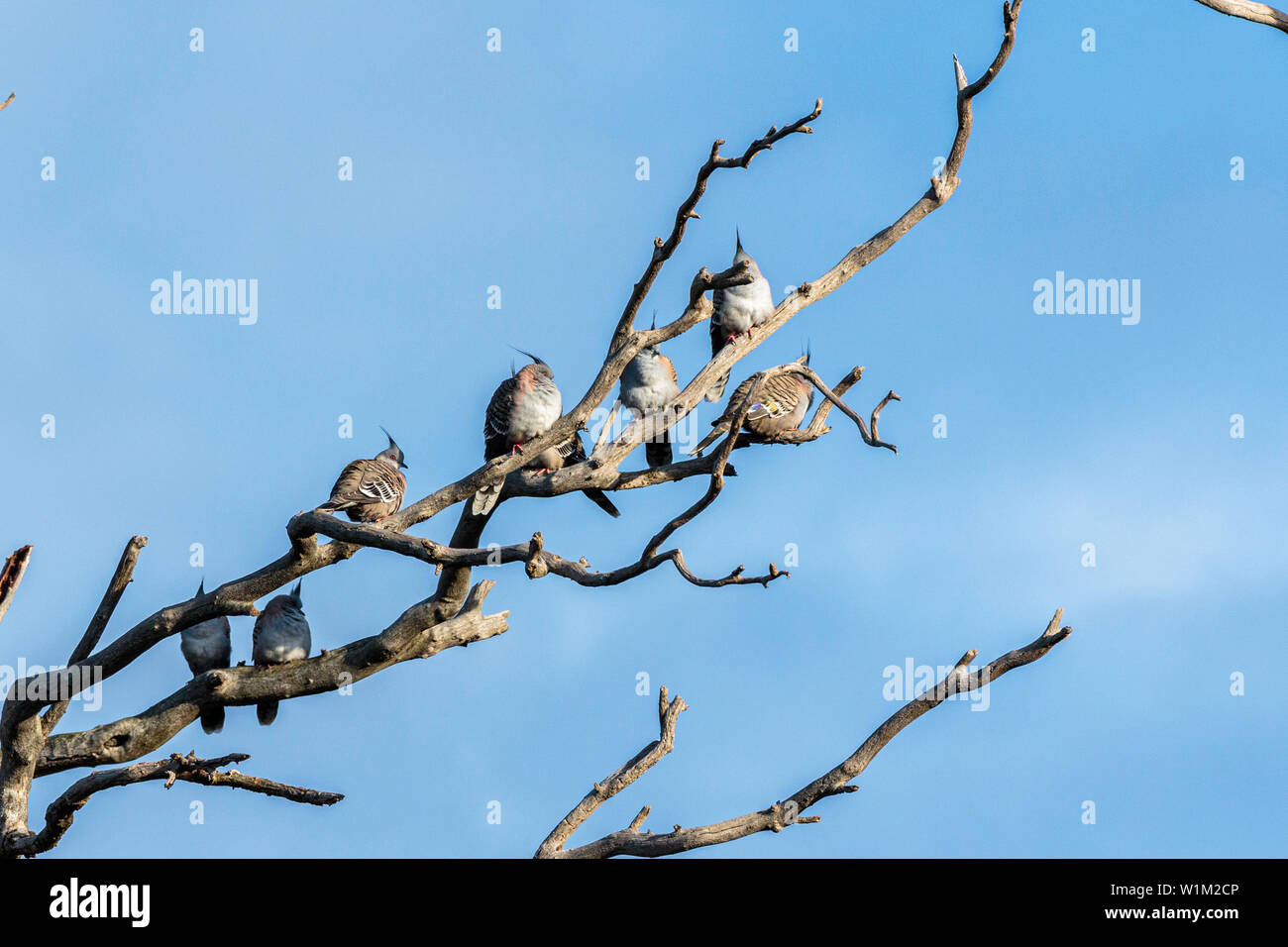 Crested Pigeons perched on a tree branch at Campbell Park, ACT, Australia on a winter morning in June 2019 Stock Photo