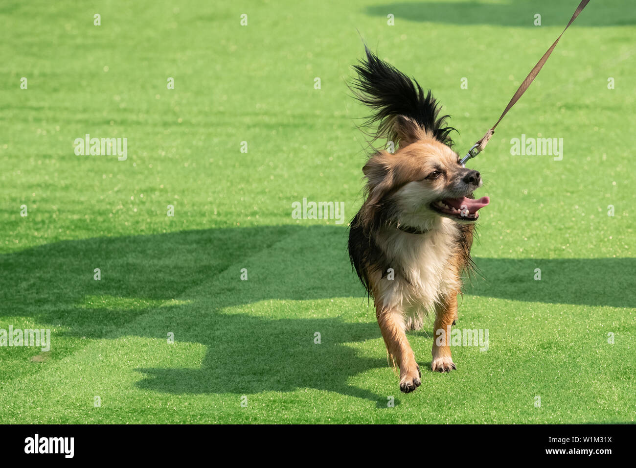 description: white with red adult Chihuahua dog standing on green grass portrait Stock Photo