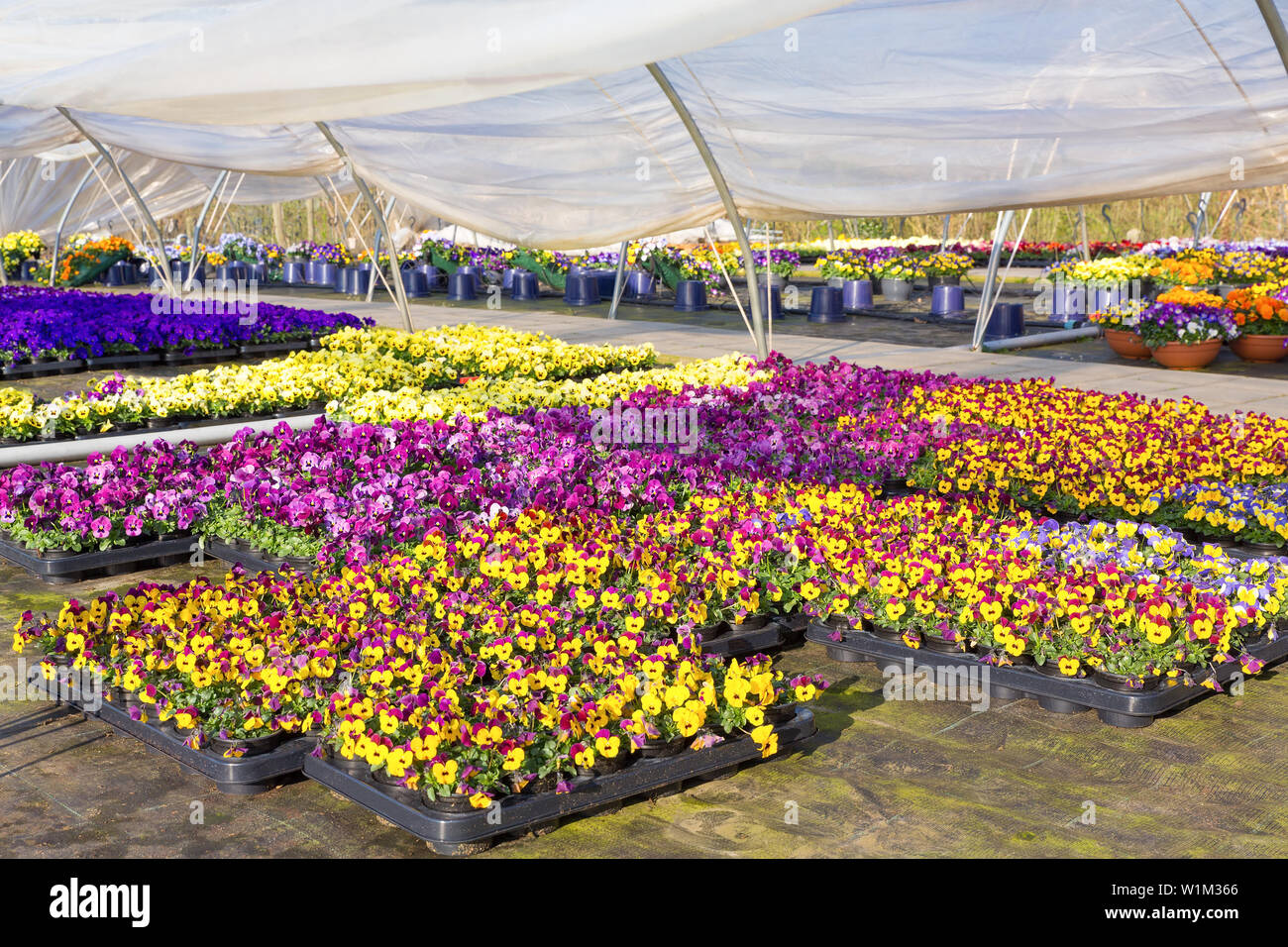 Plastic greenhouse in the Netherlands with colorful flowering pansies in trays Stock Photo