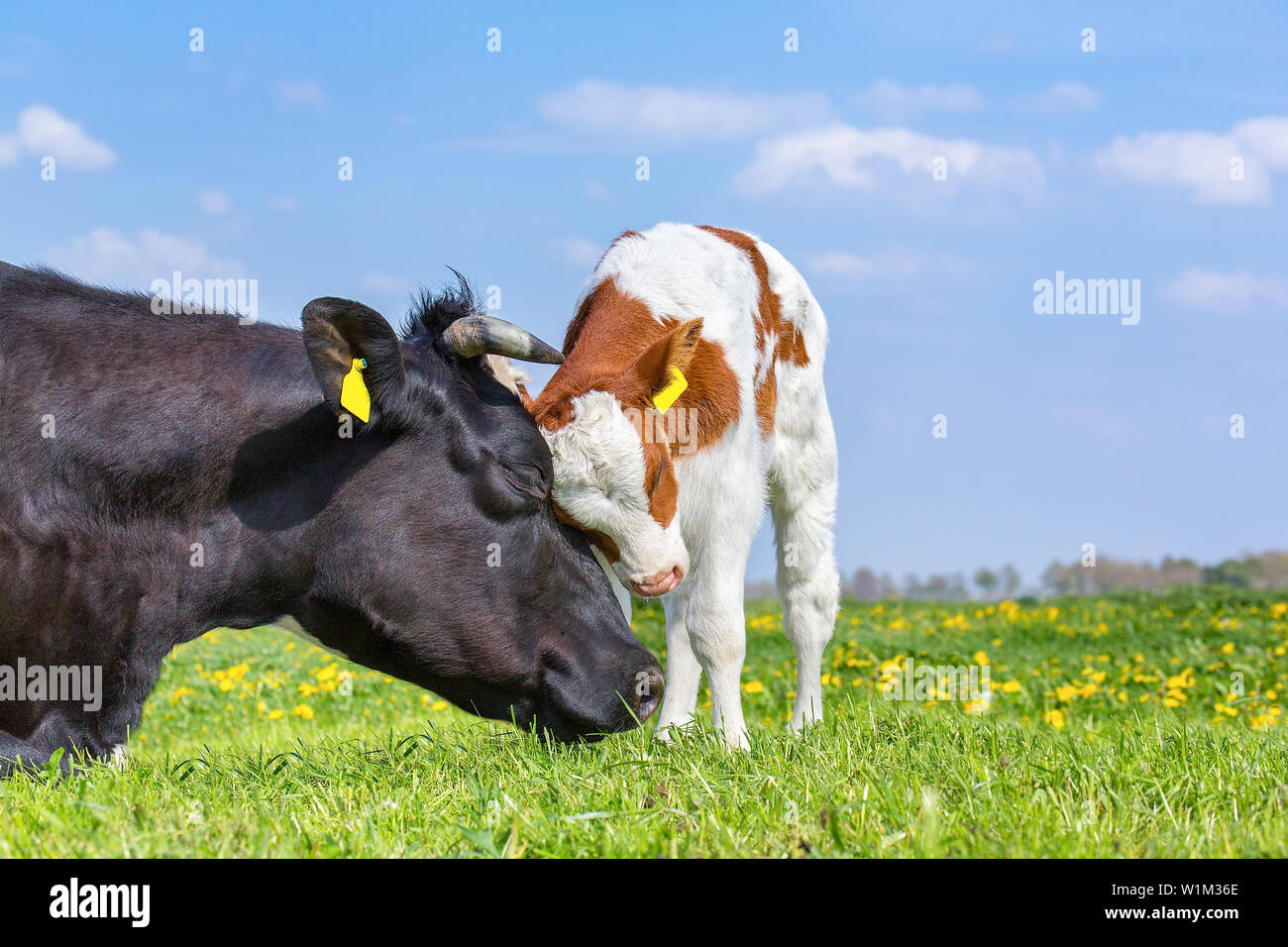 Mother cow and newborn calf hug each other in green dutch pasture Stock Photo