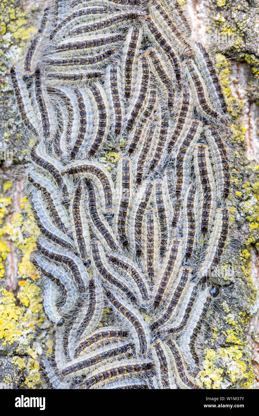 Nest of oak process caterpillars on tree bark Stock Photo