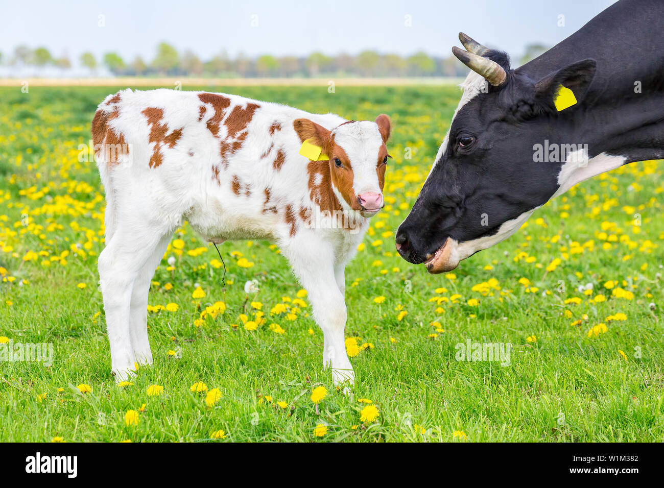 Head of mother cow near newborn calf in dutch pasture Stock Photo