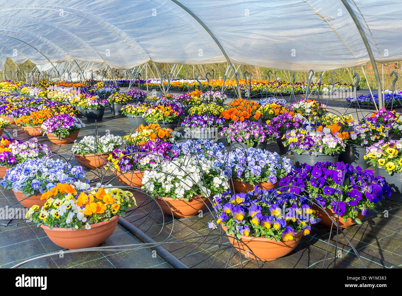 Plastic european  greenhouse with blooming pansies in hanging baskets Stock Photo