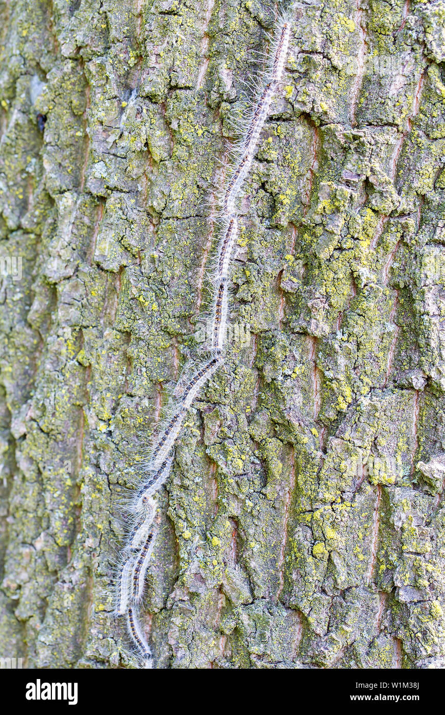 Procession to nest of oak process caterpillars on oak tree trunk Stock Photo