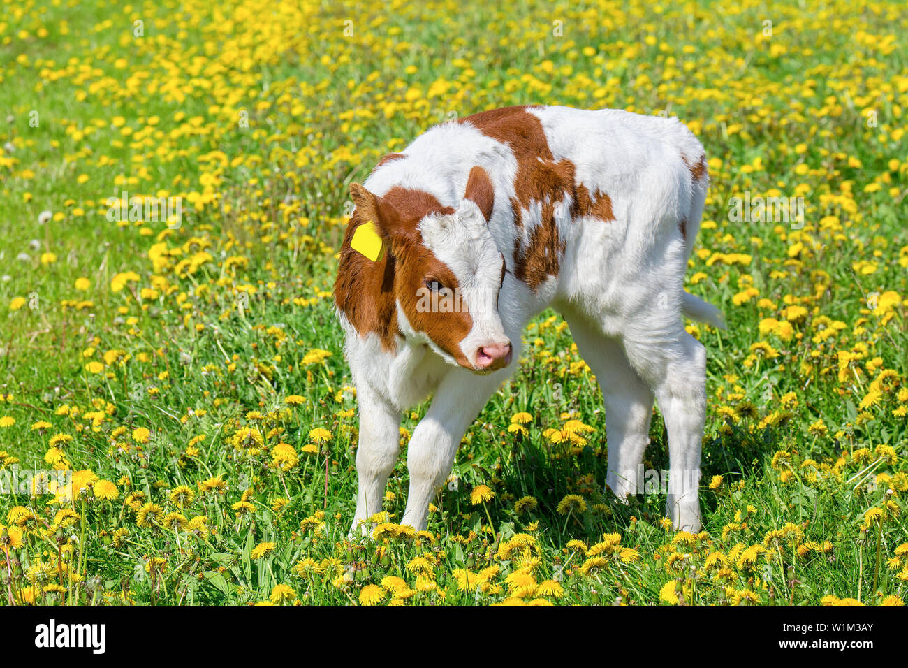 Newborn calf stands in dutch meadow with flowering yellow dandelions Stock Photo