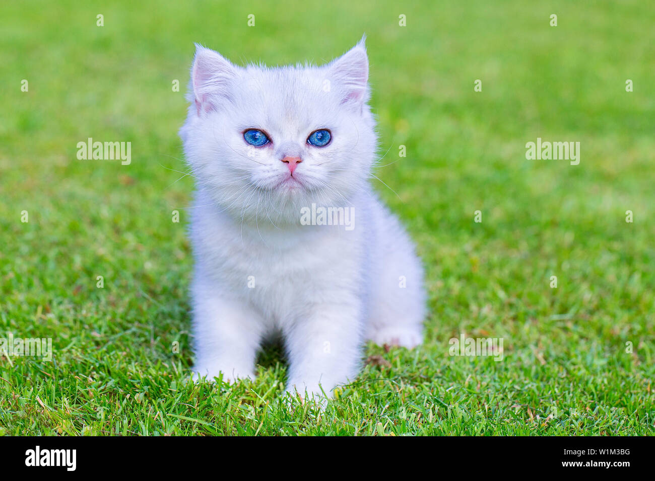 One young white silver shaded short hair cat sits outside on green lawn Stock Photo