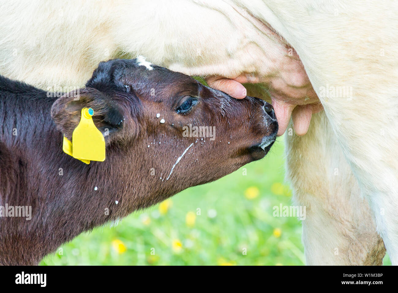 Newborn calf drinking milk at udder from mother cow Stock Photo