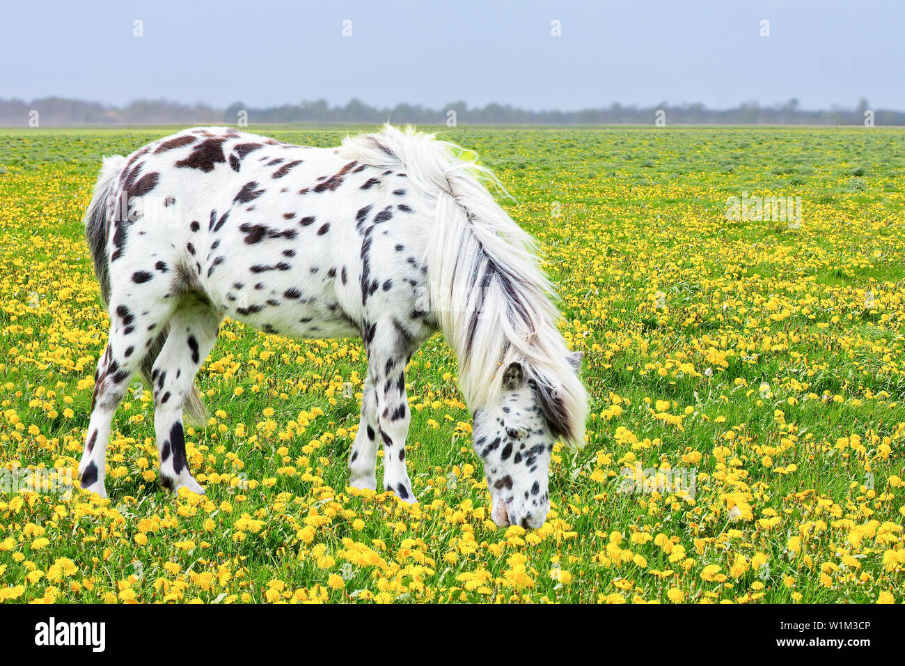 Spotted horse grazing in pasture with yellow dandelions Stock Photo