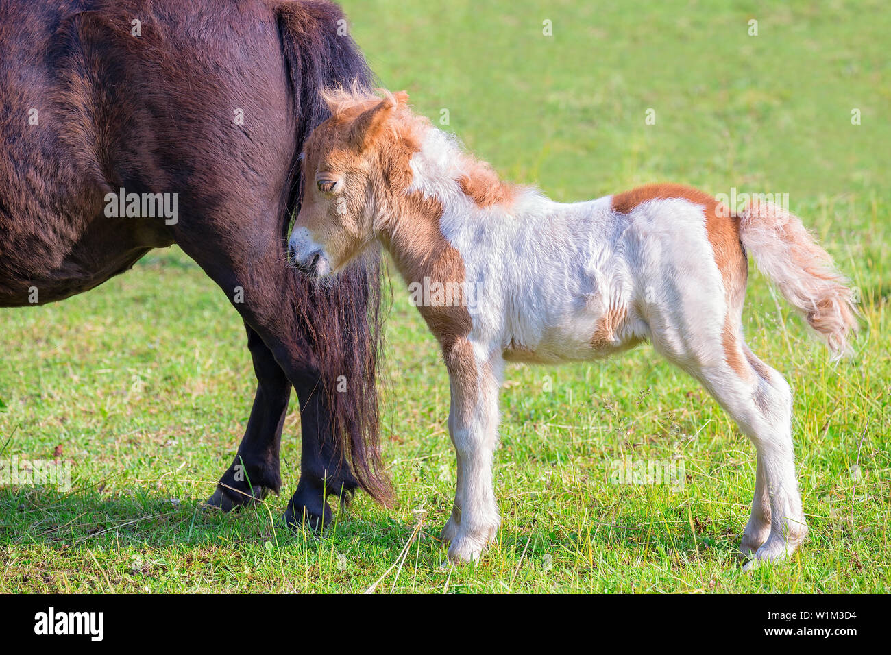 One newborn foal pony together with mother in dutch pasture Stock Photo