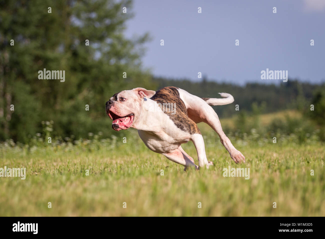 how fast does a american bulldog run