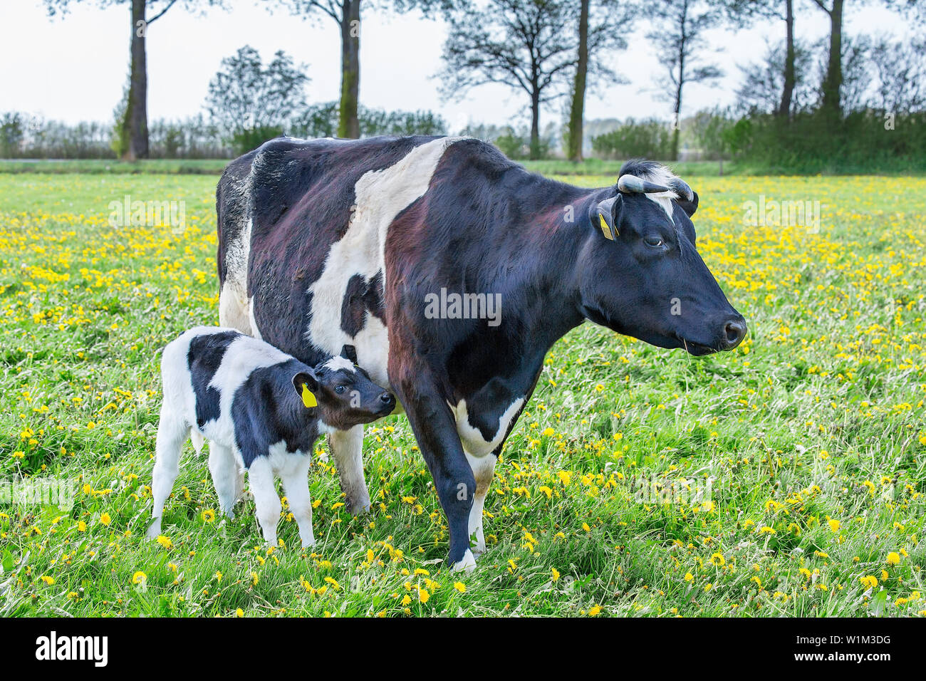 Mother cow with newborn calf standing in dutch pasture Stock Photo - Alamy