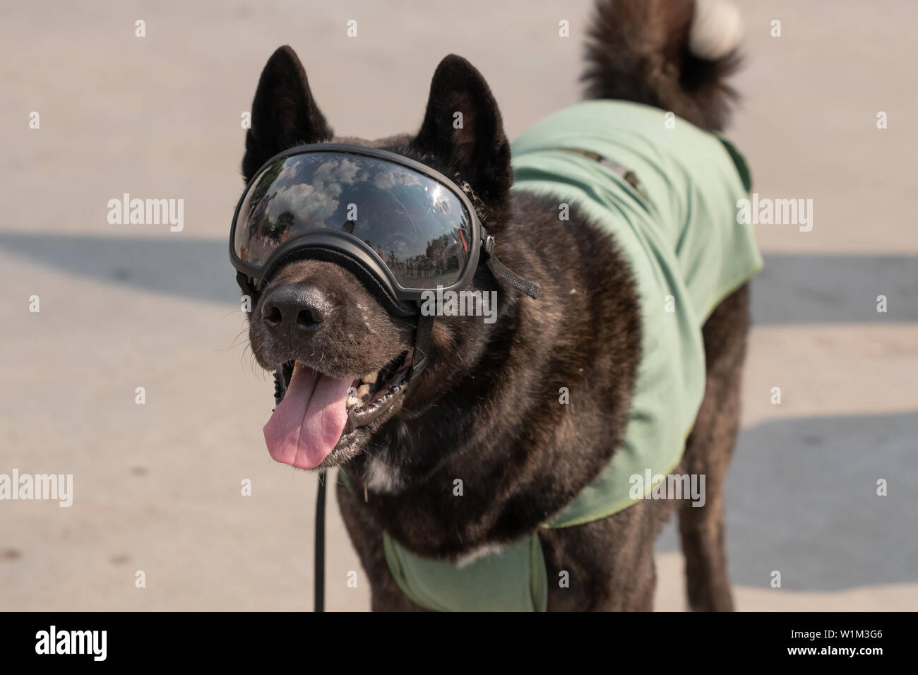 description: Beautiful Dog wearing the sun glasses close up background. Stock Photo