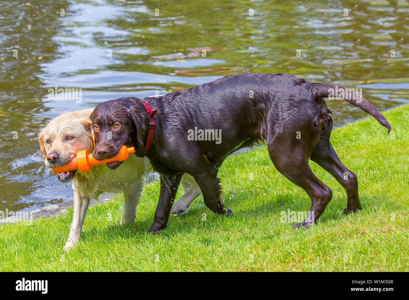 Two labrador dogs biting on orange rubber toy on water side Stock Photo