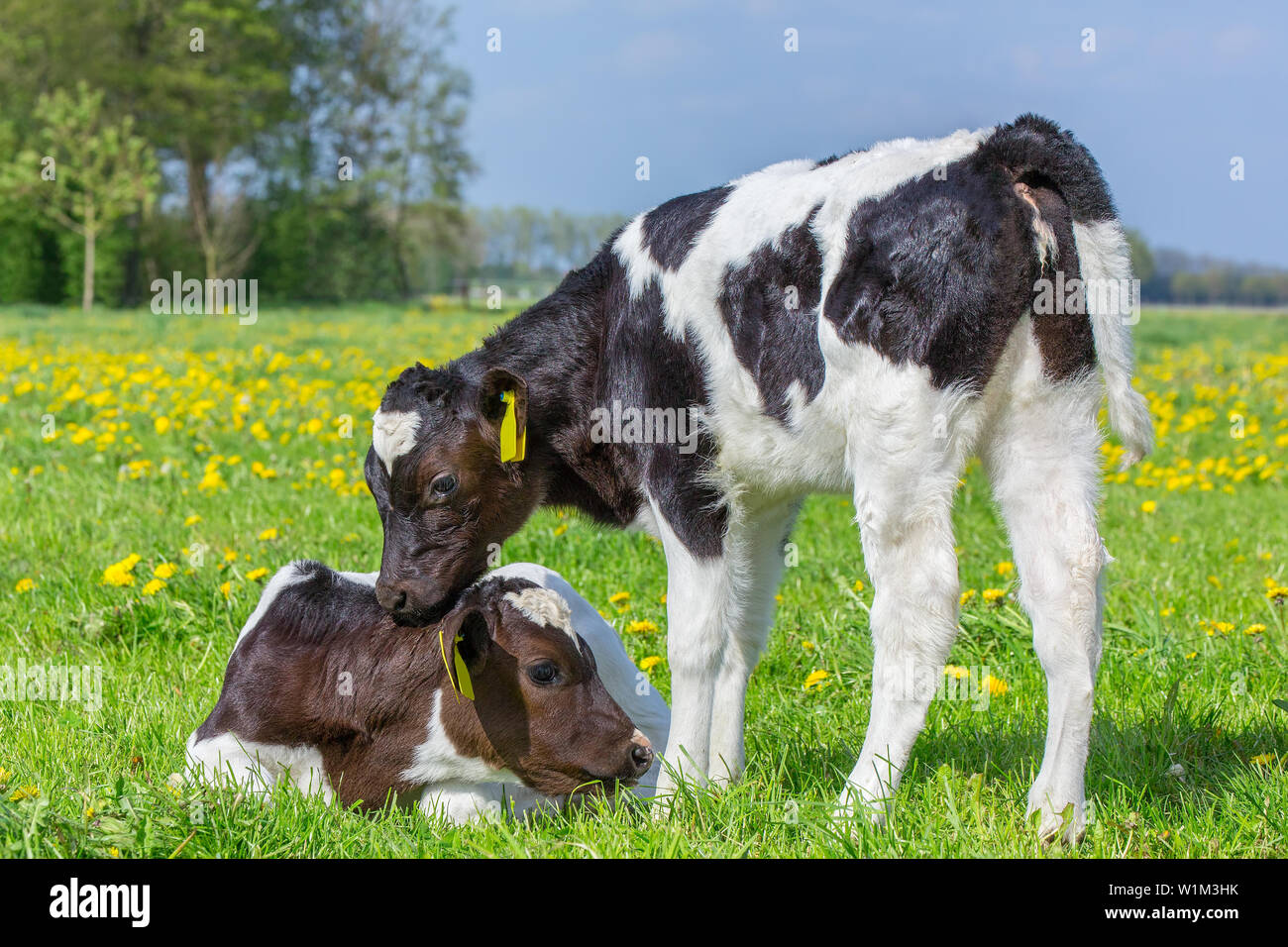 Two newborn calves contacting in european pasture Stock Photo