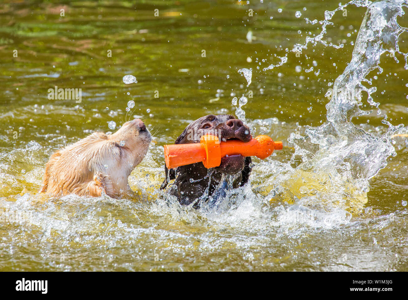 Two labrador dogs with orange rubber toy swimming in water of pond Stock Photo