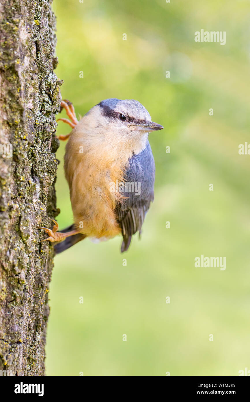 Juvenile nuthatch hangs vertical at oak tree trunk Stock Photo