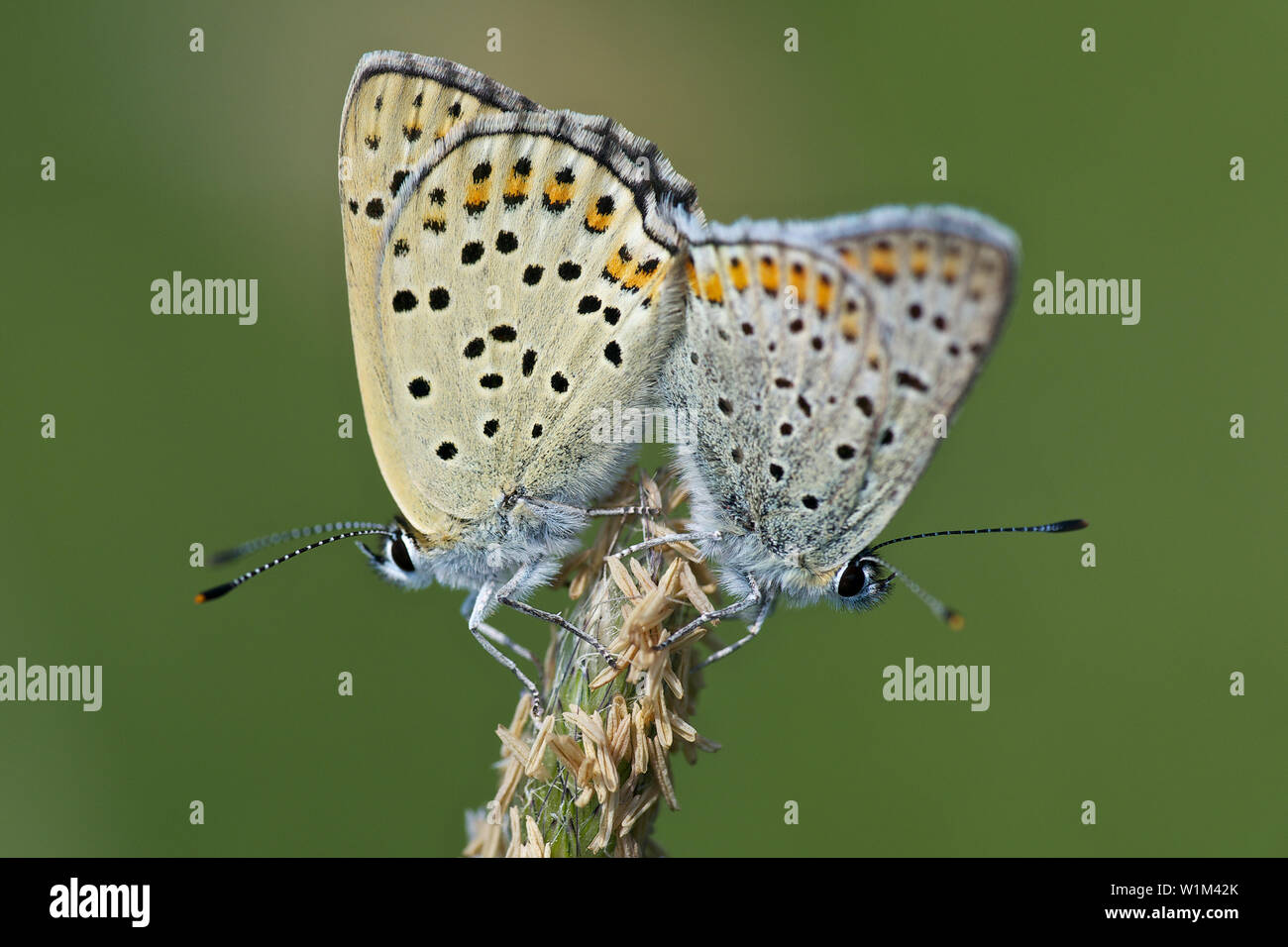 little nature invertebrate animal butterfly Stock Photo