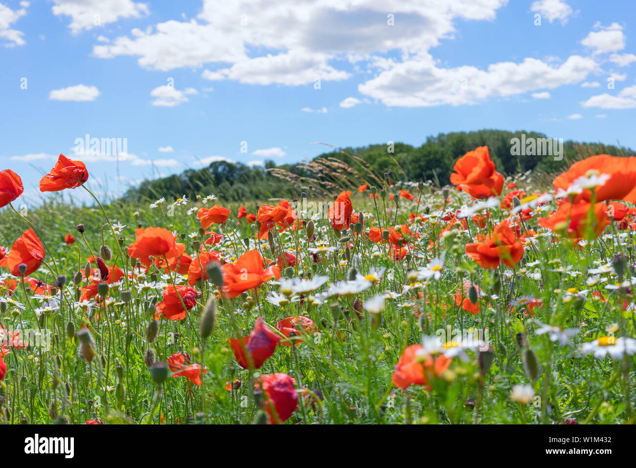 Daisies and red poppies in a field on a sunny day under a blue sky with ...