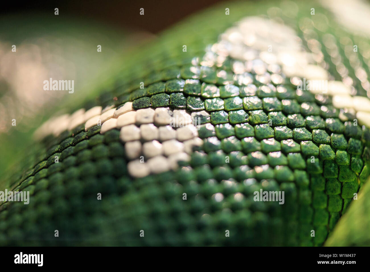 texture snake python color reptile Stock Photo - Alamy