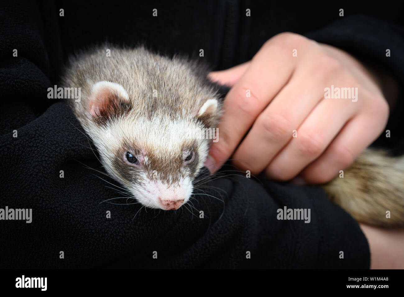 A domestic ferret relaxing in its owners arms. Stock Photo