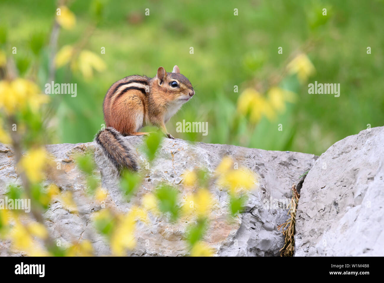 An Eastern Chipmunk poses on a stone wall, surrounded by flowering forsythia, in Scarborough, Ontario. Stock Photo