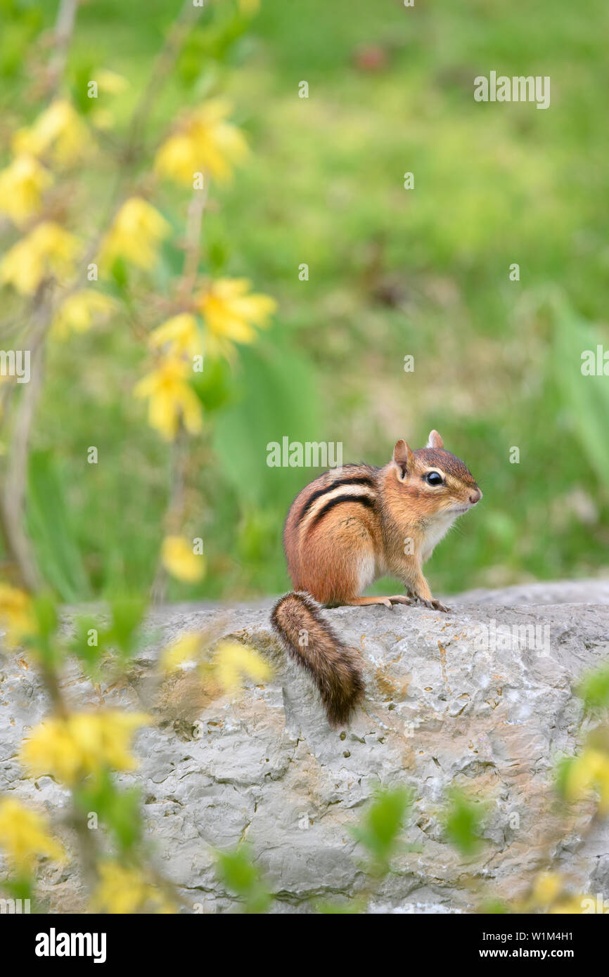 An Eastern Chipmunk poses on a stone wall, surrounded by flowering forsythia, in Scarborough, Ontario. Stock Photo