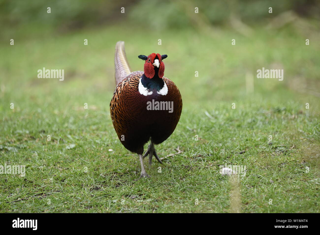 Common Pheasant Male walking towards camera on grass Stock Photo