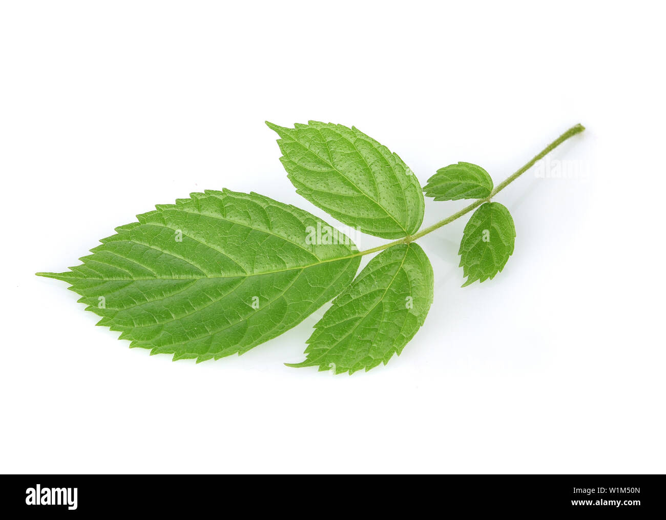 Leaves isolated on white background Stock Photo - Alamy