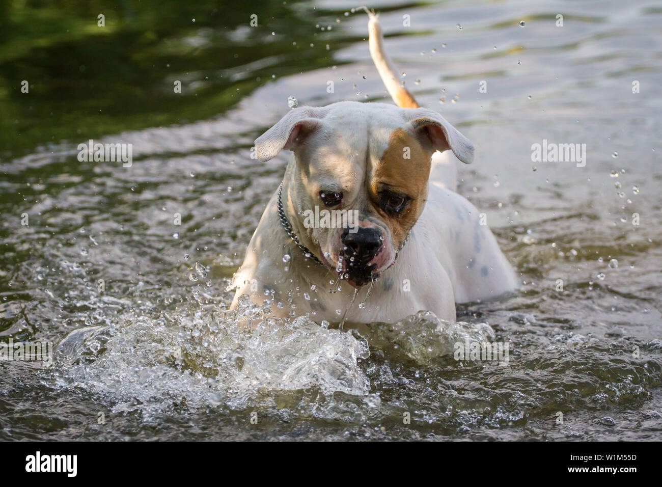 American Bulldog playing and splashing in the water Stock Photo