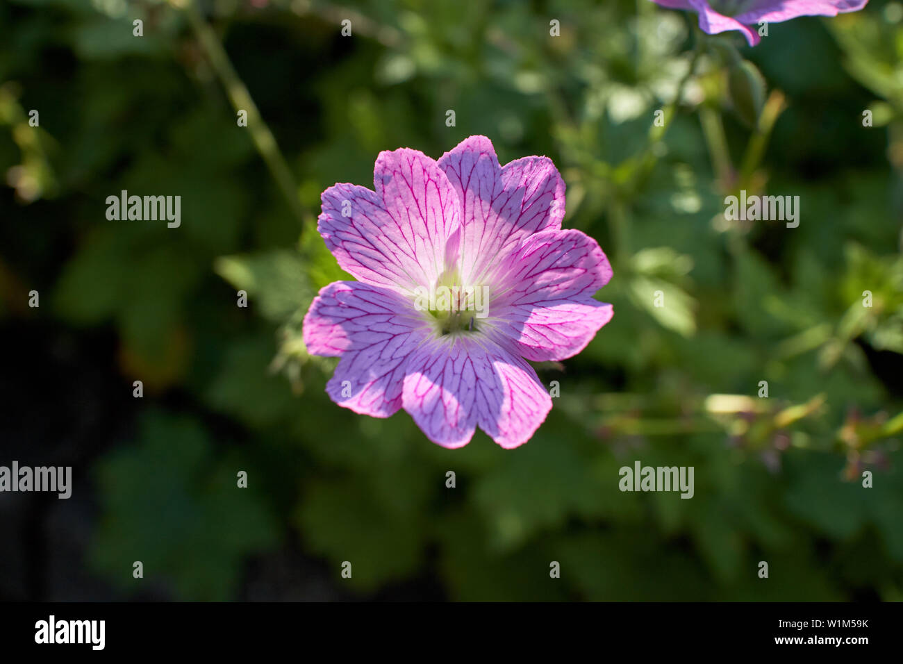 Beautiful pink Geranium ‘Druce’s Cranesbill’ blooming on a summer’s day. Stock Photo