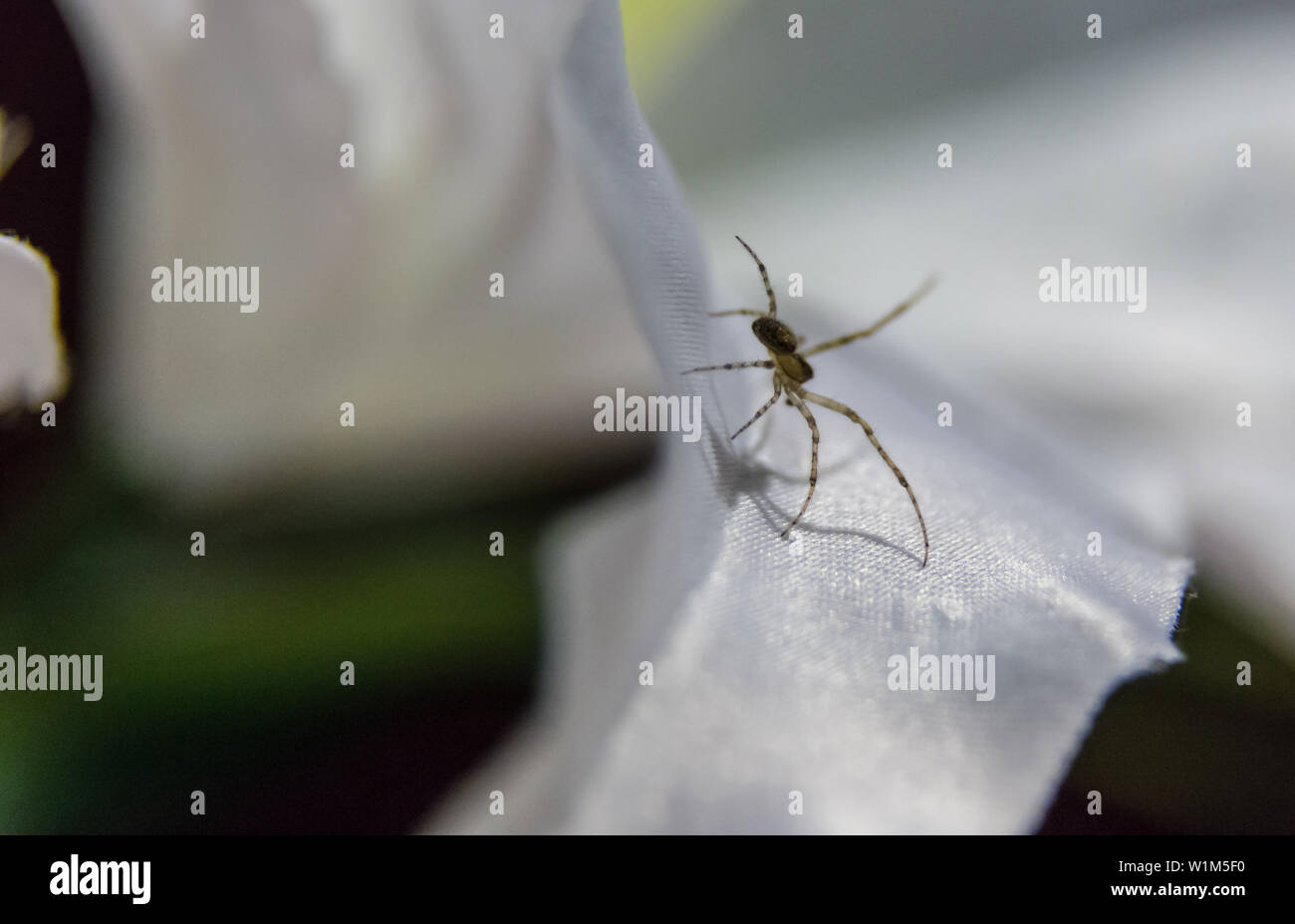 A spider on a fake flower in Virginia, Co. Cavan Stock Photo